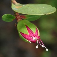Sonneratia caseolaris (L.) Engl.